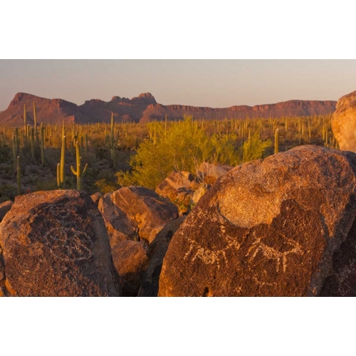 AZ, Sonoran Desert Saguaro and petroglyphs